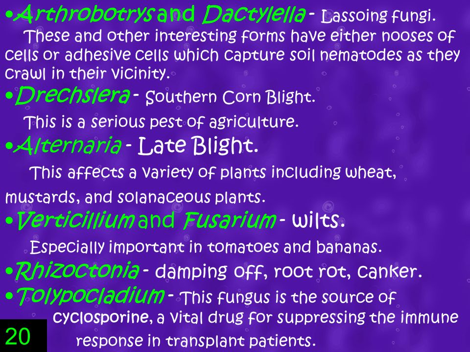 Arthrobotrys and Dactylella - Lassoing fungi.