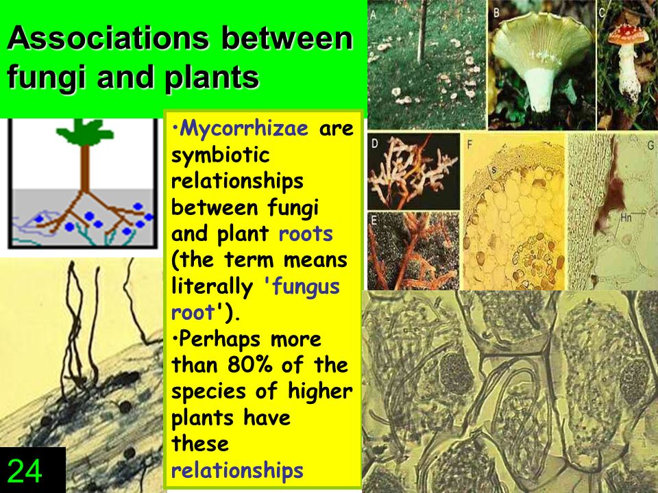 Associations between fungi and plants Mycorrhizae are symbiotic relationships between fungi and plant roots (the term means literally fungus root ).