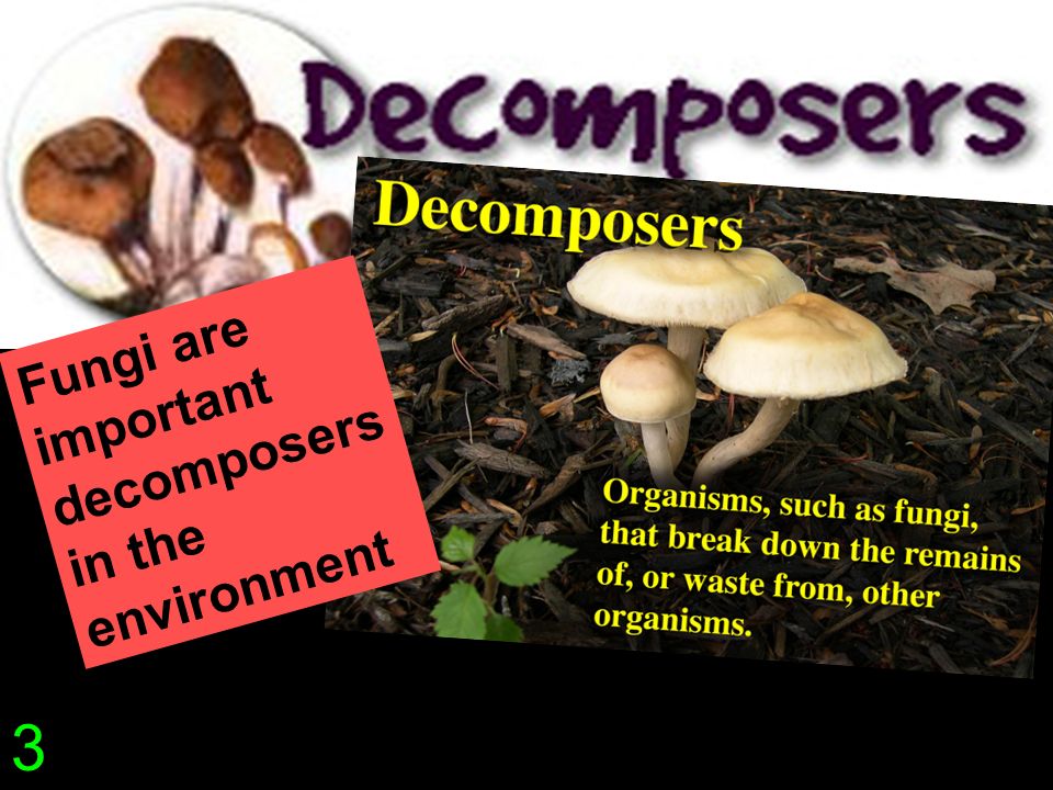 Fungi are important decomposers in the environment 3