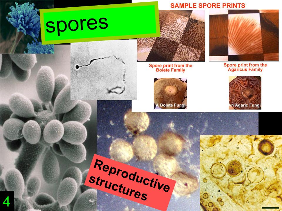 Reproductive structures spores 4