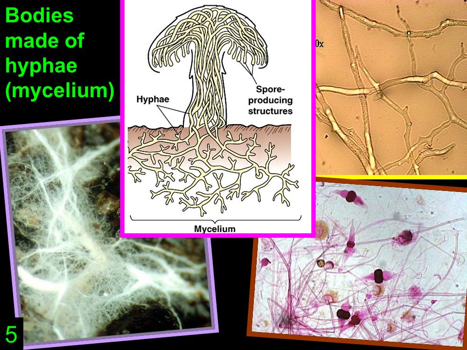 Bodies made of hyphae (mycelium) 5