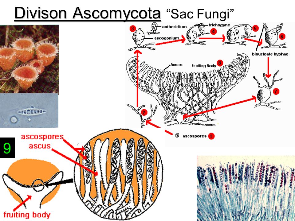 Divison Ascomycota Divison Ascomycota Sac Fungi 9