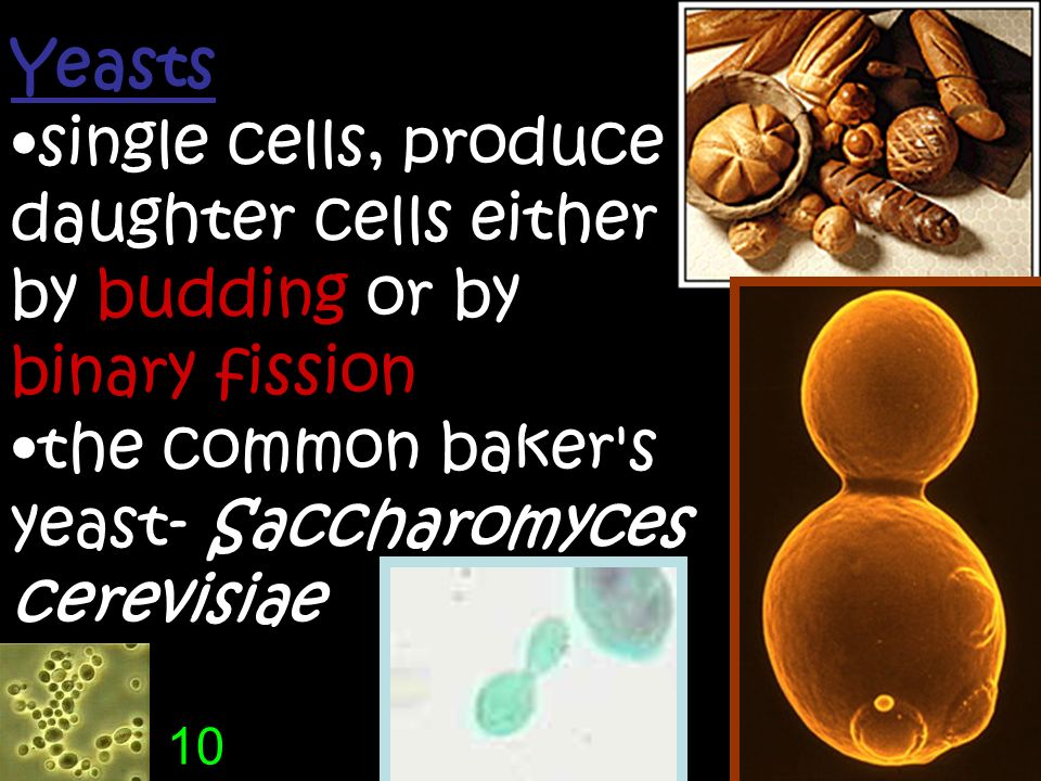 Yeasts single cells, produce daughter cells either by budding or by binary fission the common baker s yeast- Saccharomyces cerevisiae 10