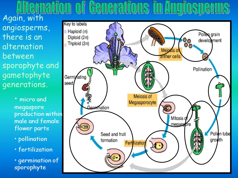 Again, with angiosperms, there is an alternation between sporophyte and gametophyte generations.