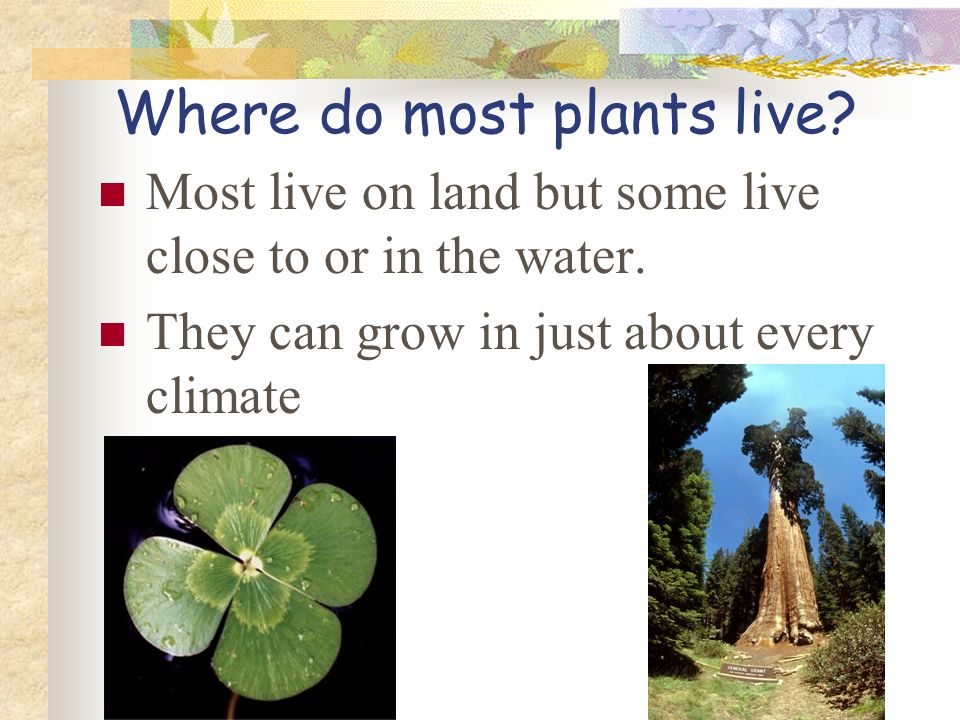 Plants What Are The Characteristics Of Eukaryotic Many Plants What Are The Characteristics Of
