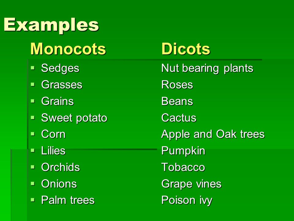angiosperm monocot examples