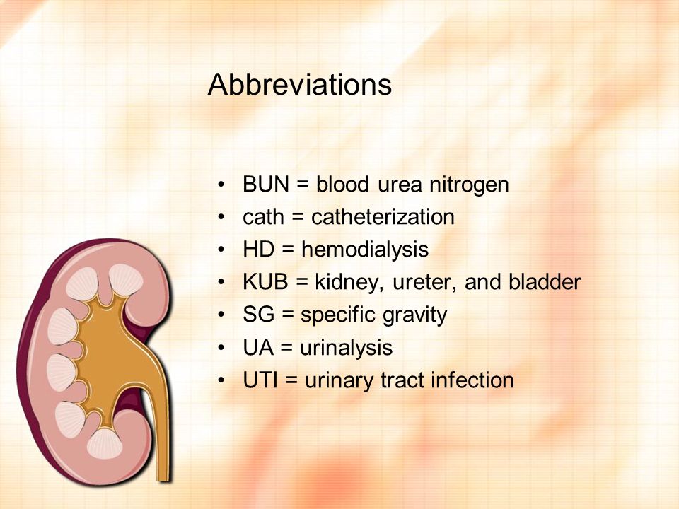 Urinary System Lecture 7 Anatomy Kidneys Bean Shaped Organs Located On Each Side Of The Spinal Column Removal Of Waste From The Blood Nephron Ppt Download