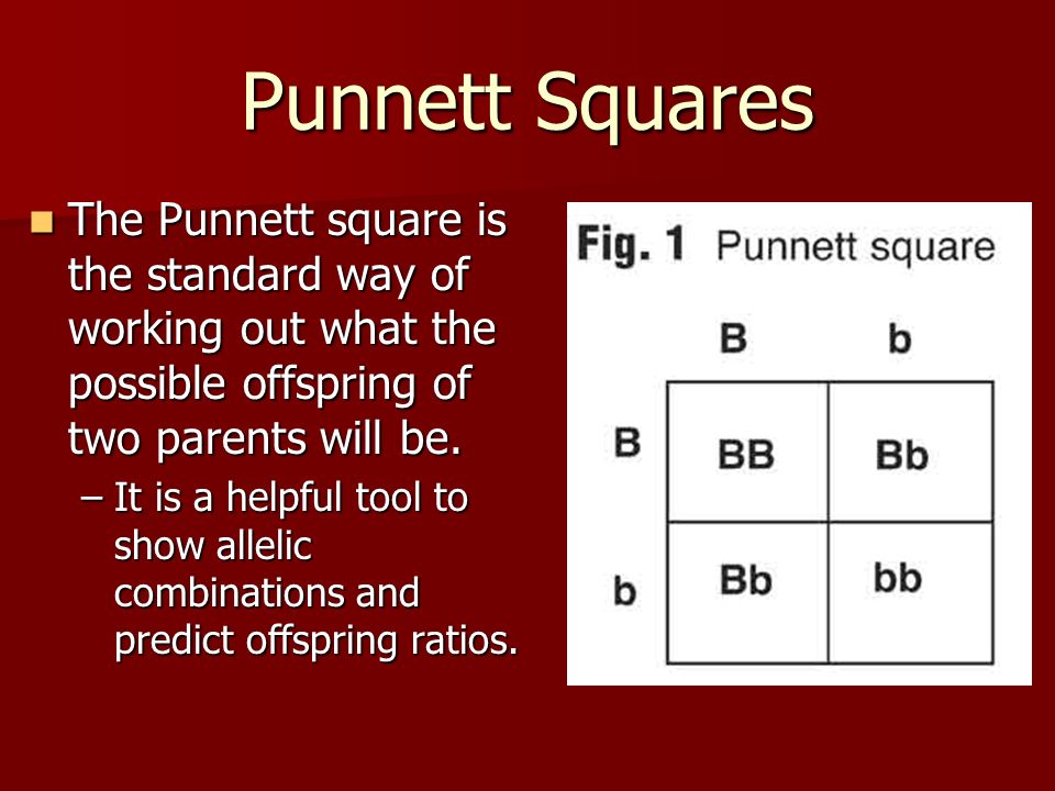 Punnett Squares The Punnett square is the standard way of working out what ...