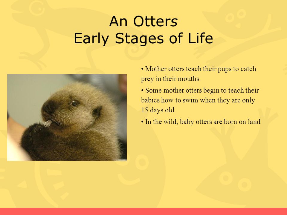 All About Otter By Mitchell Johnson Mr Erickson S Class Third Grade The Otter Is An Endangered Animal This Powerpoint Will Give You Information About Ppt Download