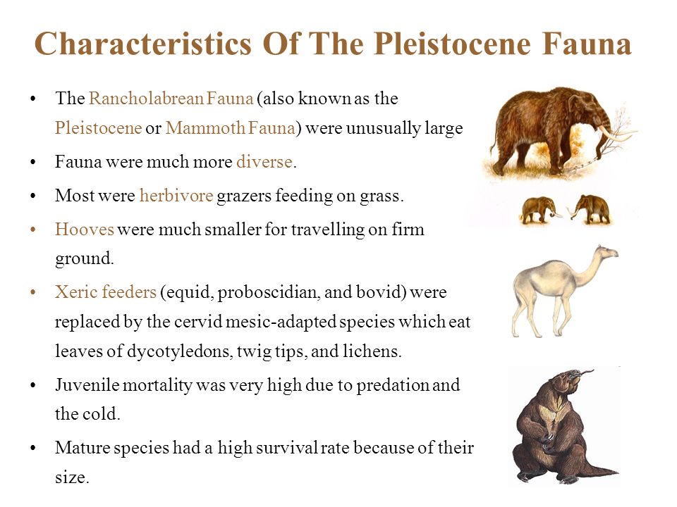 Pleistocene Fauna Presented by: AMAAN ALI. PLEISTOCENE Greek (pleistos  