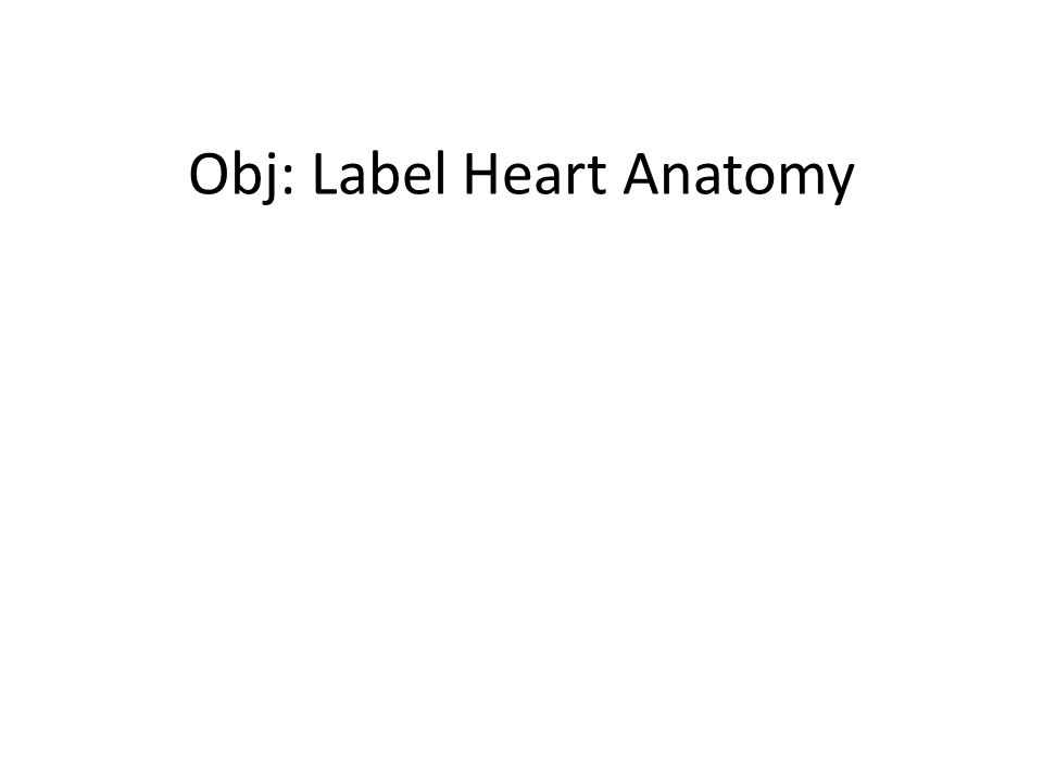Obj: Label Heart Anatomy