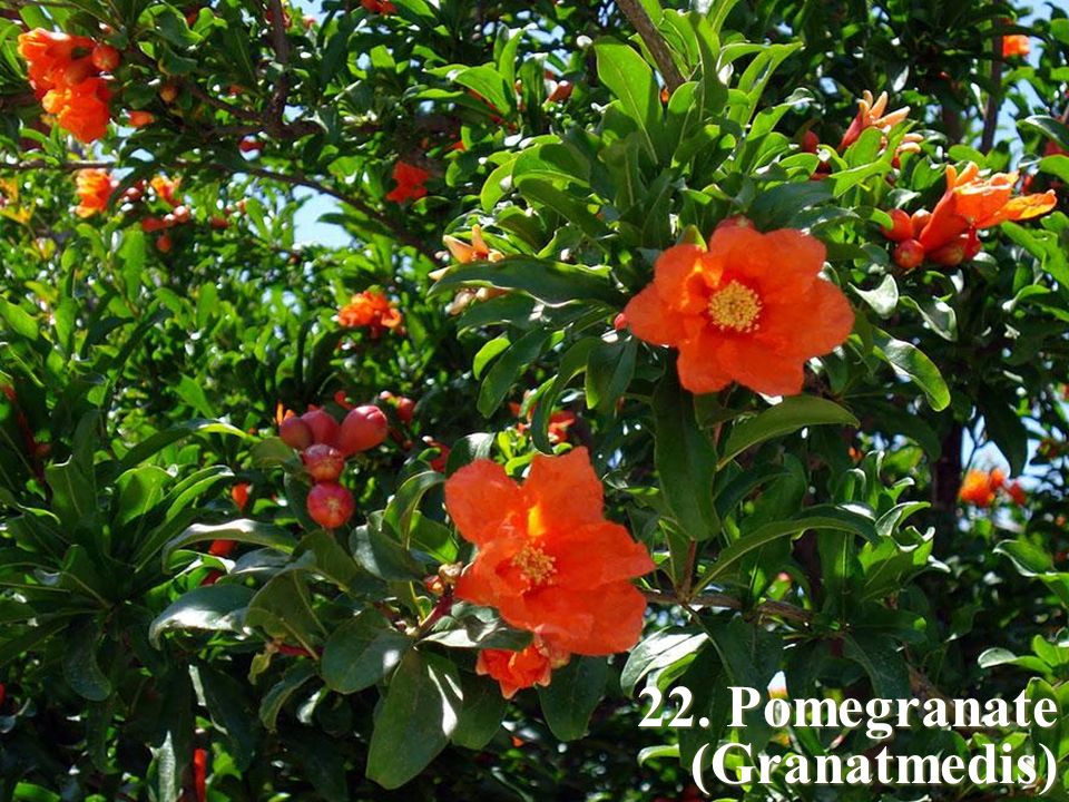 22. Pomegranate (Granatmedis)