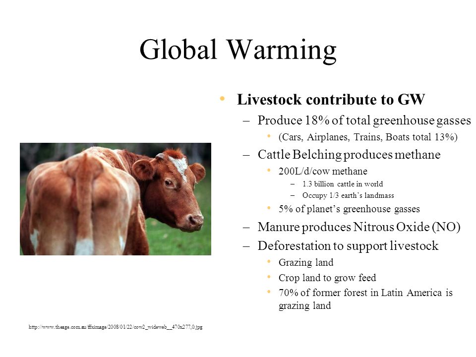Global Warming Livestock contribute to GW –Produce 18% of total greenhouse gasses (Cars, Airplanes, Trains, Boats total 13%) –Cattle Belching produces methane 200L/d/cow methane –1.3 billion cattle in world –Occupy 1/3 earth’s landmass 5% of planet’s greenhouse gasses –Manure produces Nitrous Oxide (NO) –Deforestation to support livestock Grazing land Crop land to grow feed 70% of former forest in Latin America is grazing land