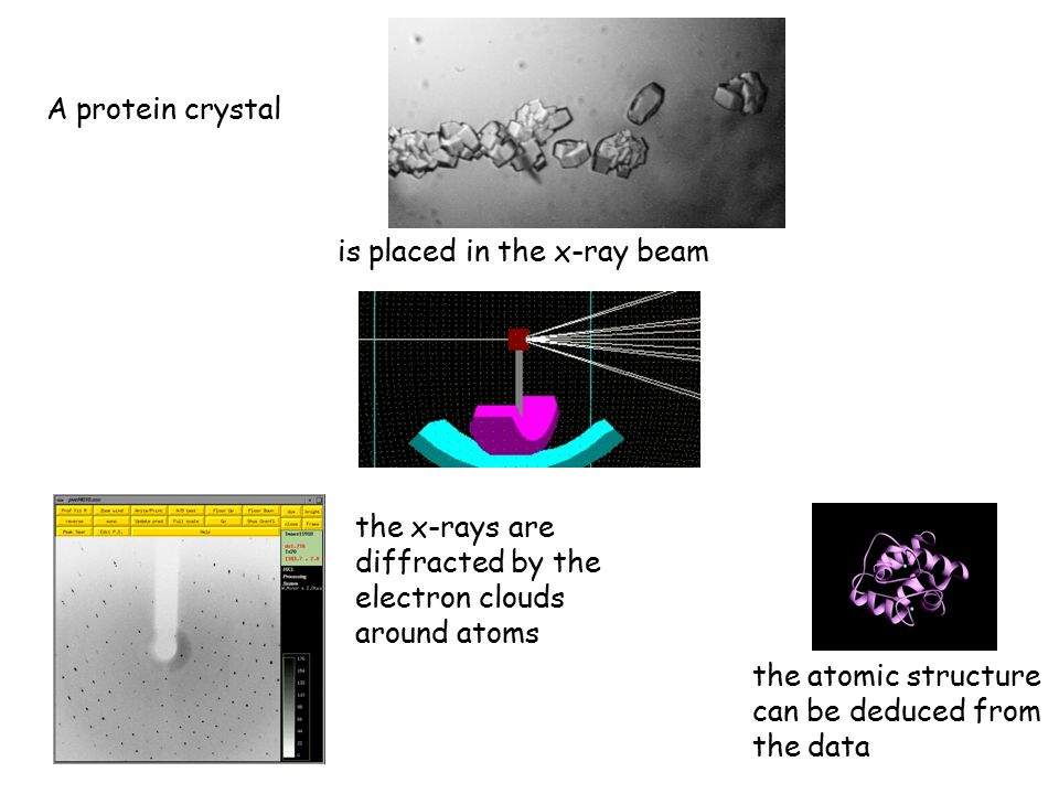 X-ray Crystallography a method for studying the three-dimensional, atomic structure of molecules.