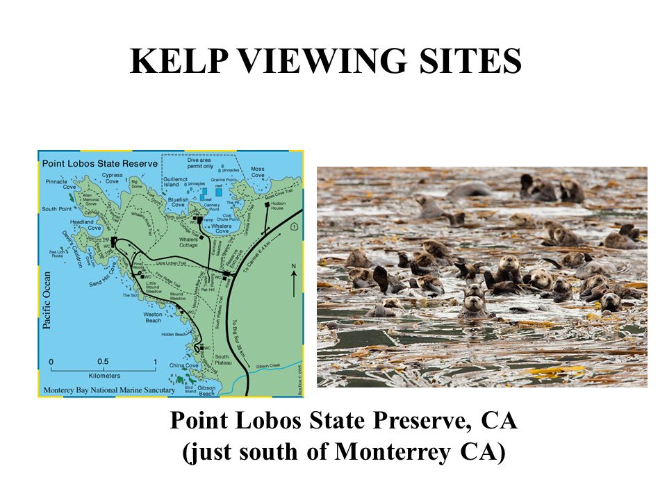 Point Lobos State Preserve, CA (just south of Monterrey CA) KELP VIEWING SITES