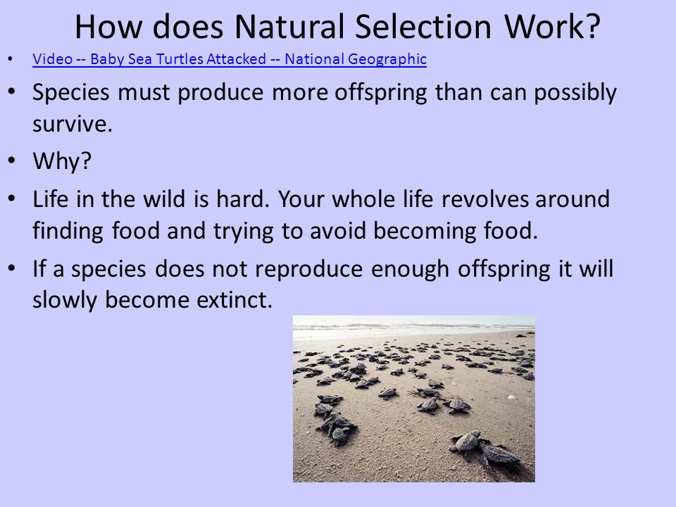 How does Natural Selection Work.