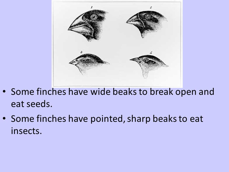 Some finches have wide beaks to break open and eat seeds.