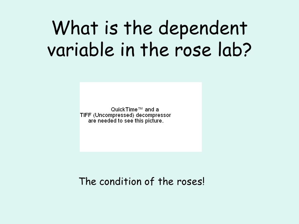 What is the dependent variable in the rose lab The condition of the roses!