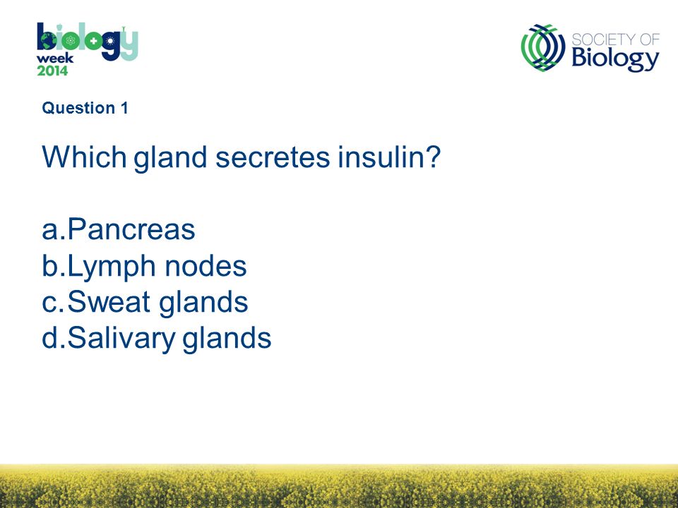 what gland secretes insulin