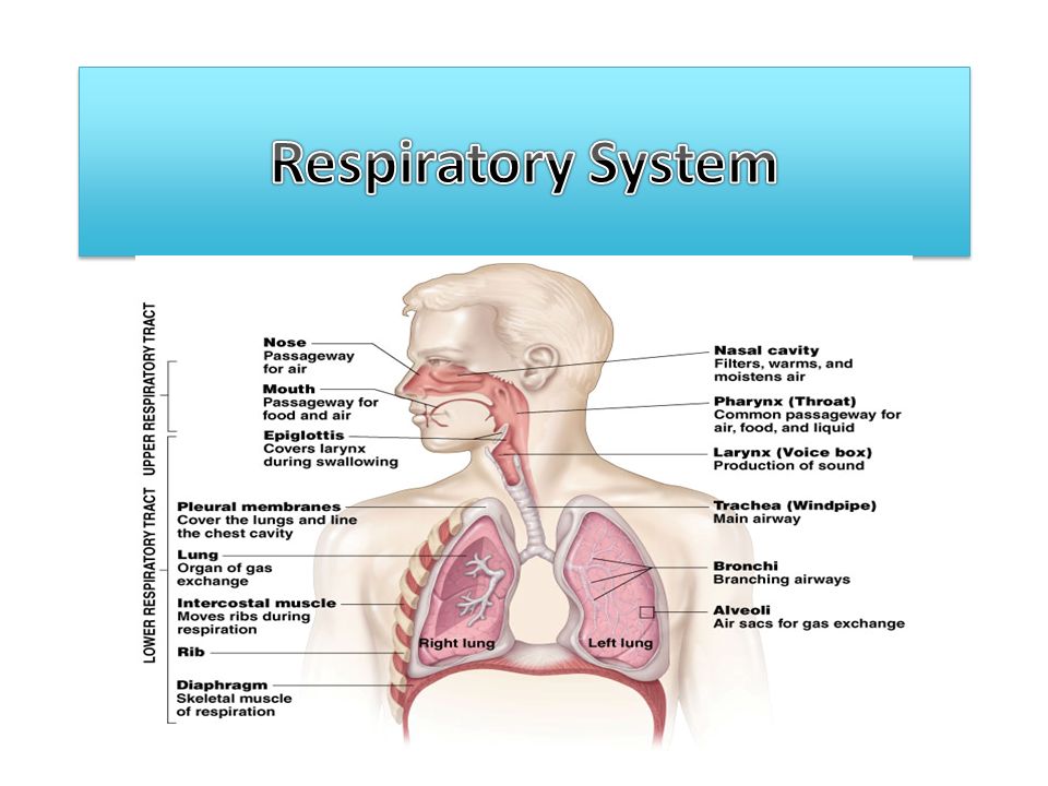 Таблицу дыхательная система человека. Дыхательная система лица. Gas Exchange between the alveoli and the Air KPA.