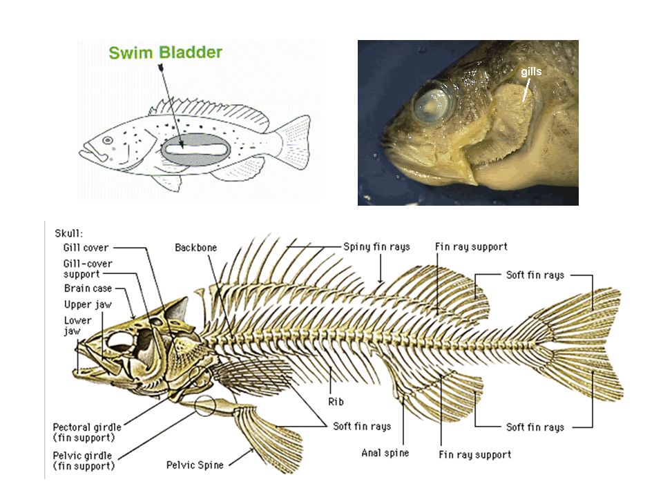 Fish. Characteristics of Fish Skeleton made of bone Air (swim) bladder for  buoyancy Mucus to reduce friction, antibacterial agent Gill cover  (operculum) - ppt download