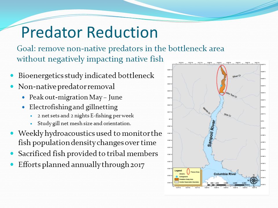 Predator Reduction Bioenergetics study indicated bottleneck Non-native predator removal Peak out-migration May – June Electrofishing and gillnetting 2 net sets and 2 nights E-fishing per week Study gill net mesh size and orientation.