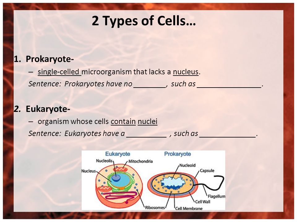 Life Is Cellular Wednesday January 23 Warm Up Tuesday January 28 2014 Pre Quiz Get Out A Sheet Of Paper For A Pre Unit Quiz Number Ppt Download