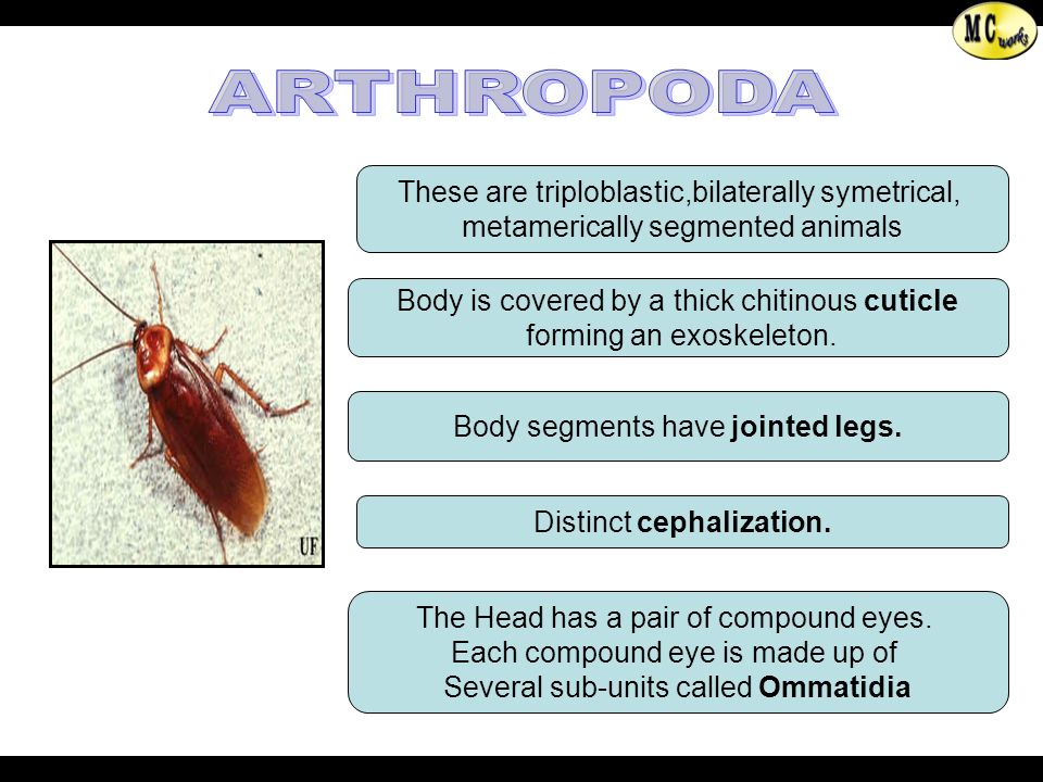 Prepared by T. Madhavan & K. Chandrasekaran, Lecturers in Zoology,  Directorate of School Education., Pondicherry. Phylum: Arthropoda Phylum :  Mollusca. - ppt download