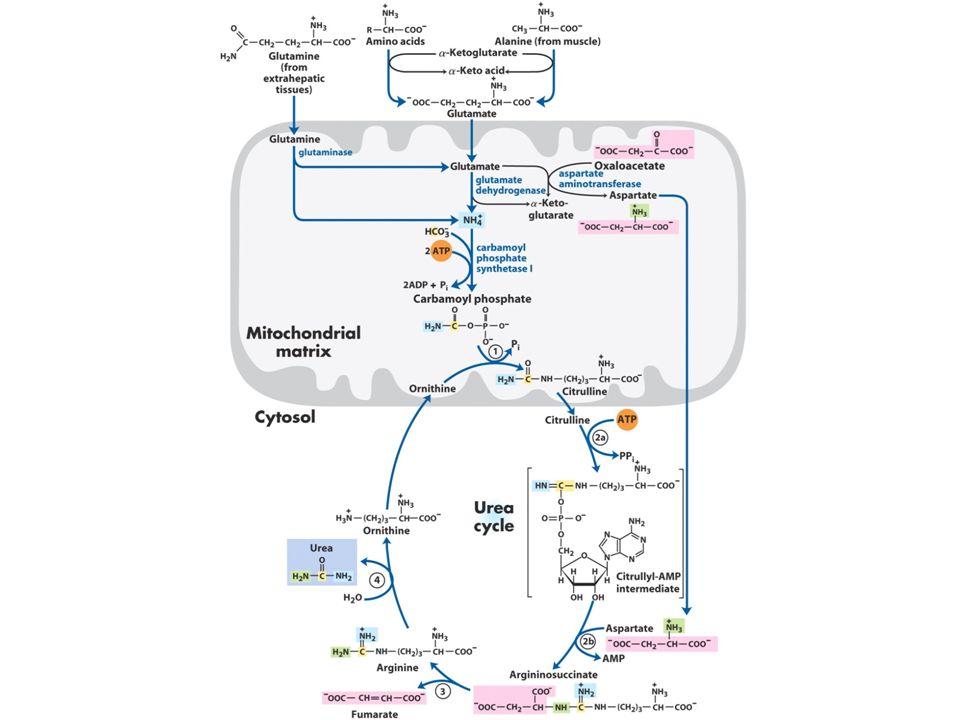 18 2 nitrogen excretion and the urea cycle produced in liver blood urea cycle