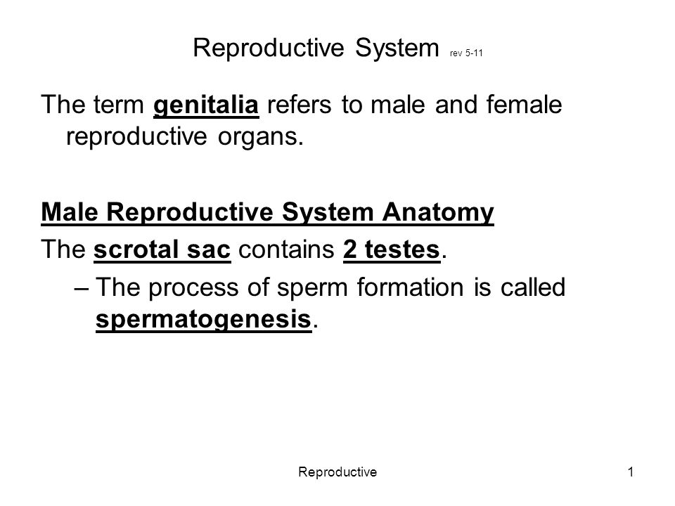 Reproductive1 Reproductive System rev 5-11 The term genitalia refers to male and female reproductive organs.