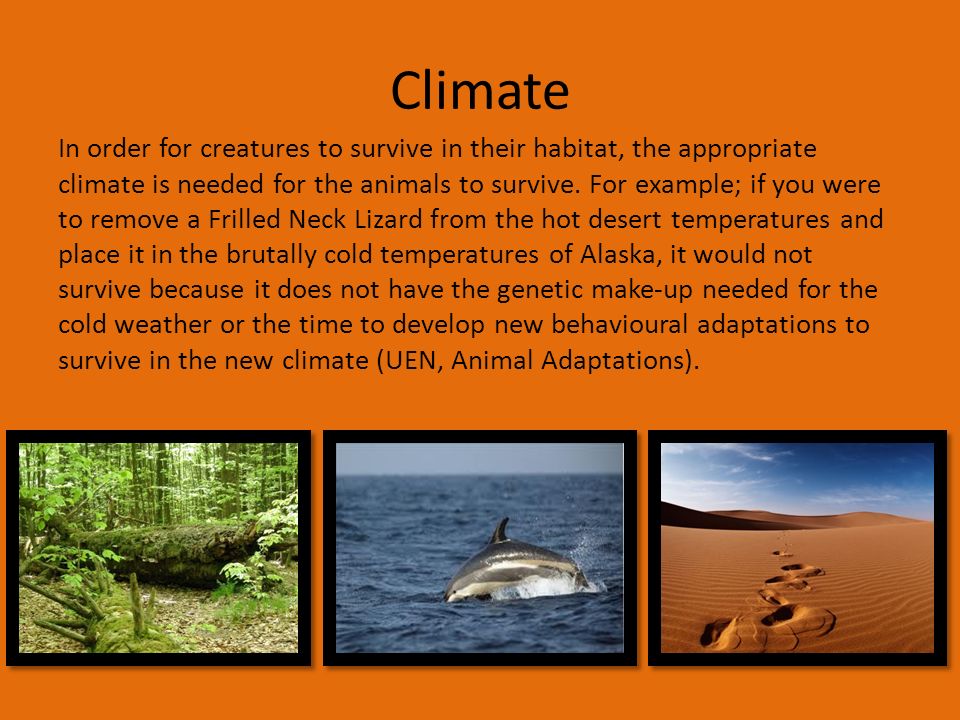 Why do animals live in their natural habitat?. Why do animals live in their  natural habitats? Animals live in their habitat because it is the best  environment. - ppt download