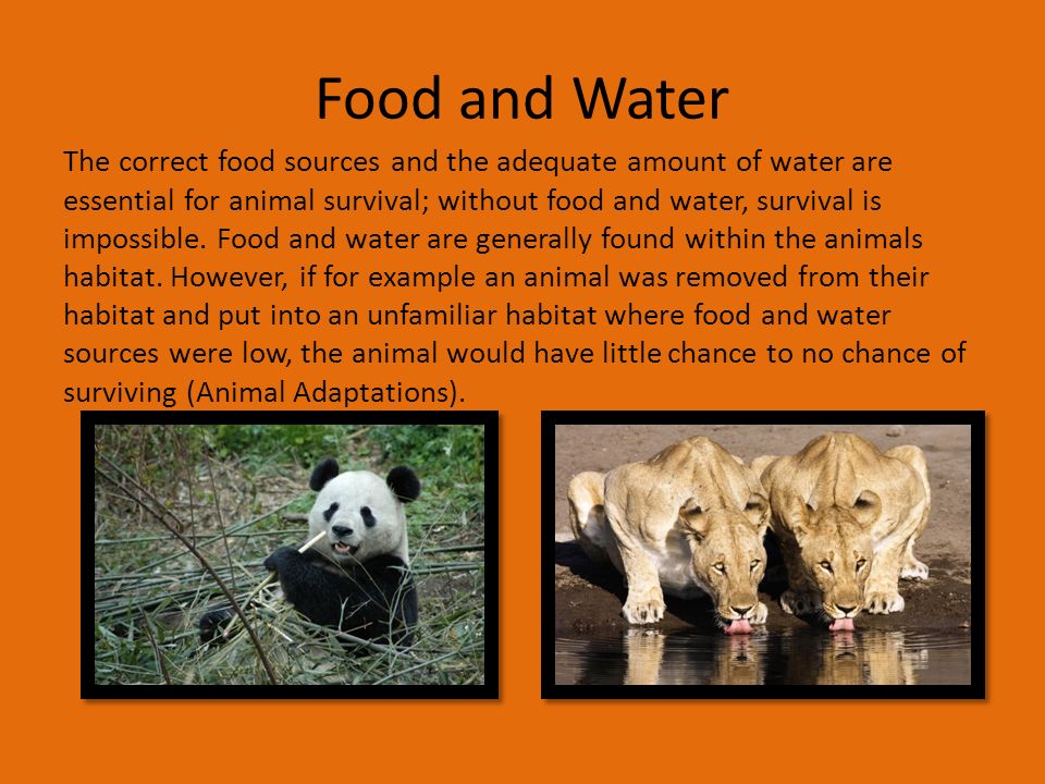 Why do animals live in their natural habitat?. Why do animals live in their  natural habitats? Animals live in their habitat because it is the best  environment. - ppt download
