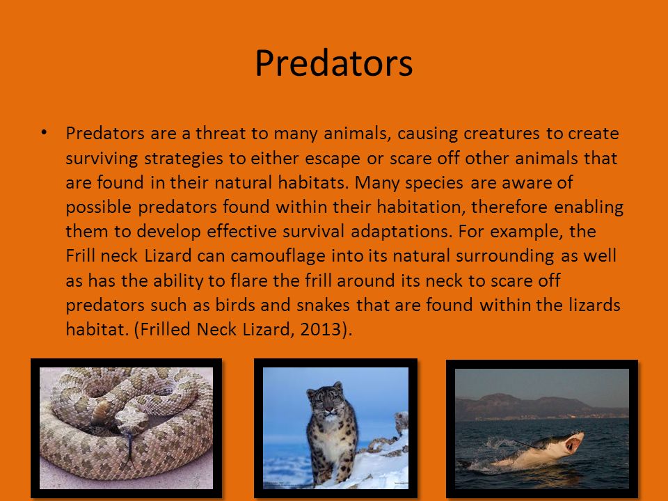 Why do animals live in their natural habitat?. Why do animals live in their natural  habitats? Animals live in their habitat because it is the best environment.  - ppt download