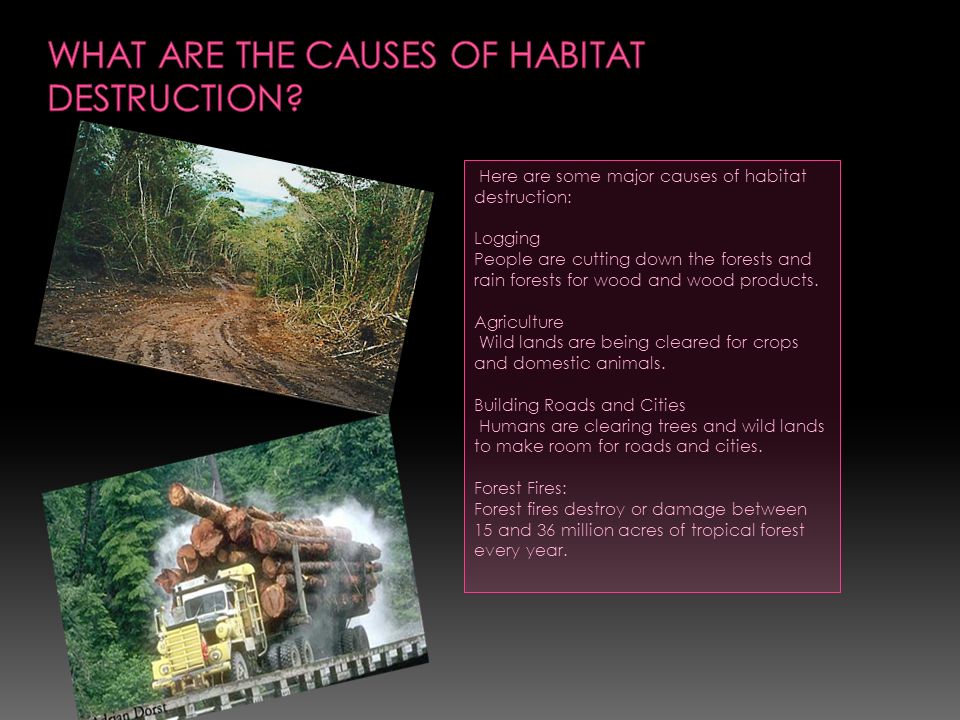 A habitat is the natural home or environment of an animal, plant, or other  organism. - ppt download
