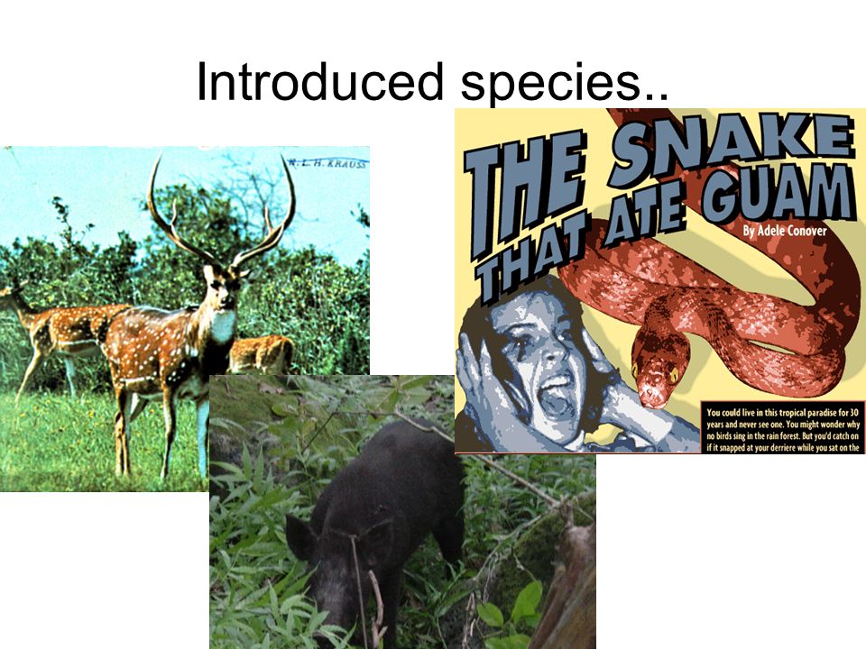 Introduced species..