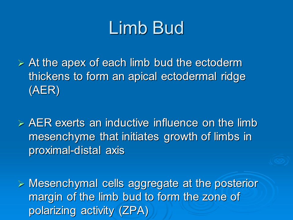 Limb Bud  At the apex of each limb bud the ectoderm thickens to form an apical ectodermal ridge (AER)  AER exerts an inductive influence on the limb mesenchyme that initiates growth of limbs in proximal-distal axis  Mesenchymal cells aggregate at the posterior margin of the limb bud to form the zone of polarizing activity (ZPA)