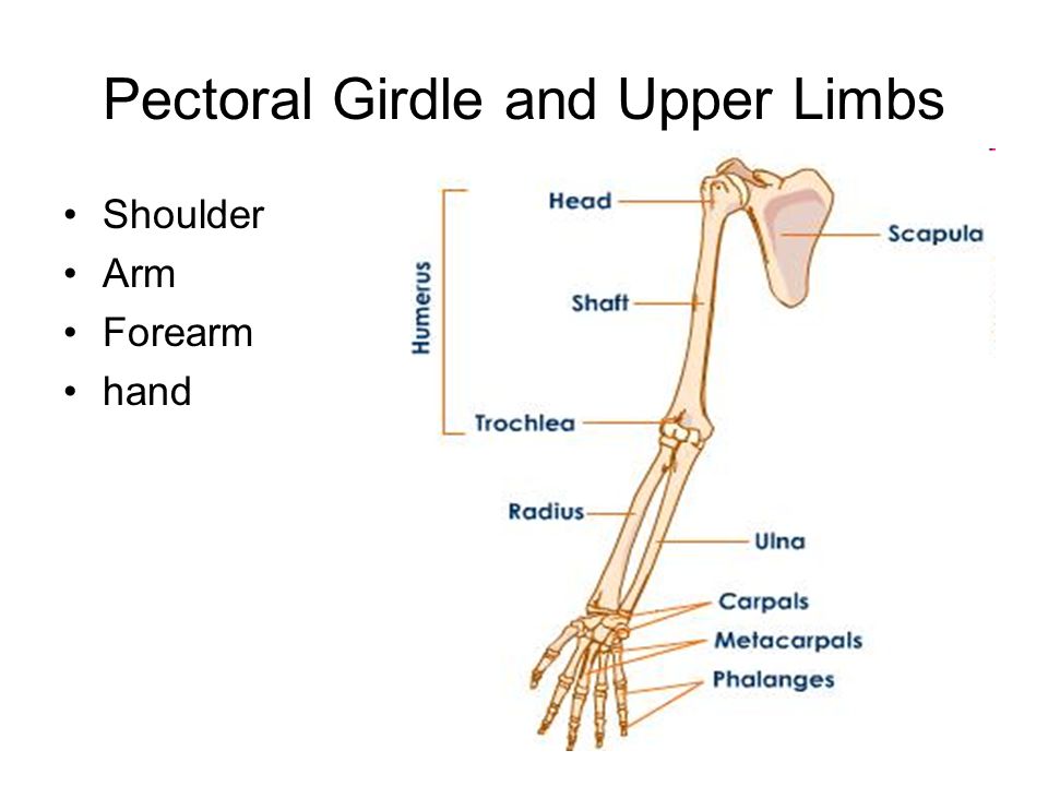 pectoral girdle and upper limb