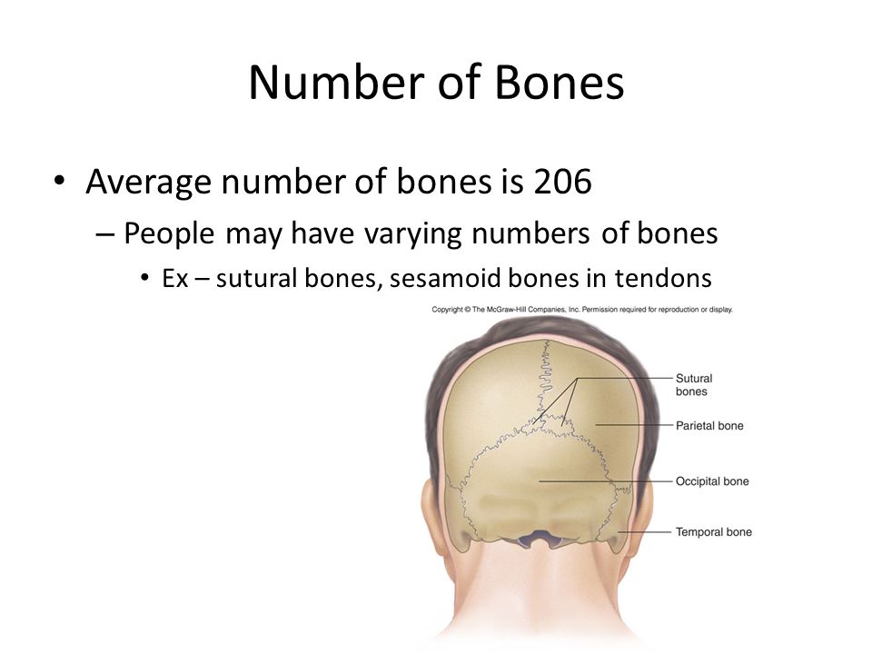 Number of Bones Average number of bones is 206 – People may have varying numbers of bones Ex – sutural bones, sesamoid bones in tendons