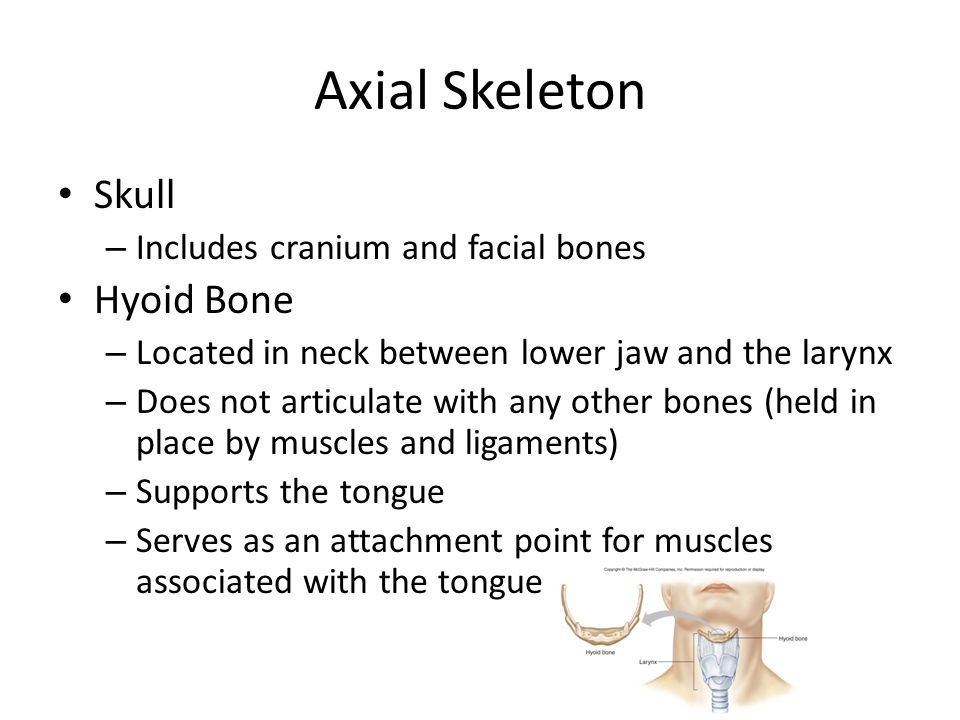 Axial Skeleton Skull – Includes cranium and facial bones Hyoid Bone – Located in neck between lower jaw and the larynx – Does not articulate with any other bones (held in place by muscles and ligaments) – Supports the tongue – Serves as an attachment point for muscles associated with the tongue