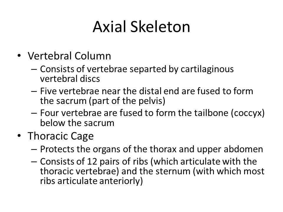 Axial Skeleton Vertebral Column – Consists of vertebrae separted by cartilaginous vertebral discs – Five vertebrae near the distal end are fused to form the sacrum (part of the pelvis) – Four vertebrae are fused to form the tailbone (coccyx) below the sacrum Thoracic Cage – Protects the organs of the thorax and upper abdomen – Consists of 12 pairs of ribs (which articulate with the thoracic vertebrae) and the sternum (with which most ribs articulate anteriorly)