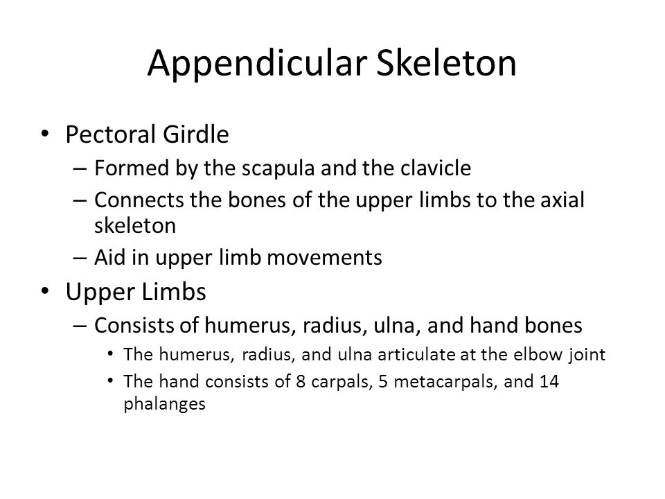 Appendicular Skeleton Pectoral Girdle – Formed by the scapula and the clavicle – Connects the bones of the upper limbs to the axial skeleton – Aid in upper limb movements Upper Limbs – Consists of humerus, radius, ulna, and hand bones The humerus, radius, and ulna articulate at the elbow joint The hand consists of 8 carpals, 5 metacarpals, and 14 phalanges