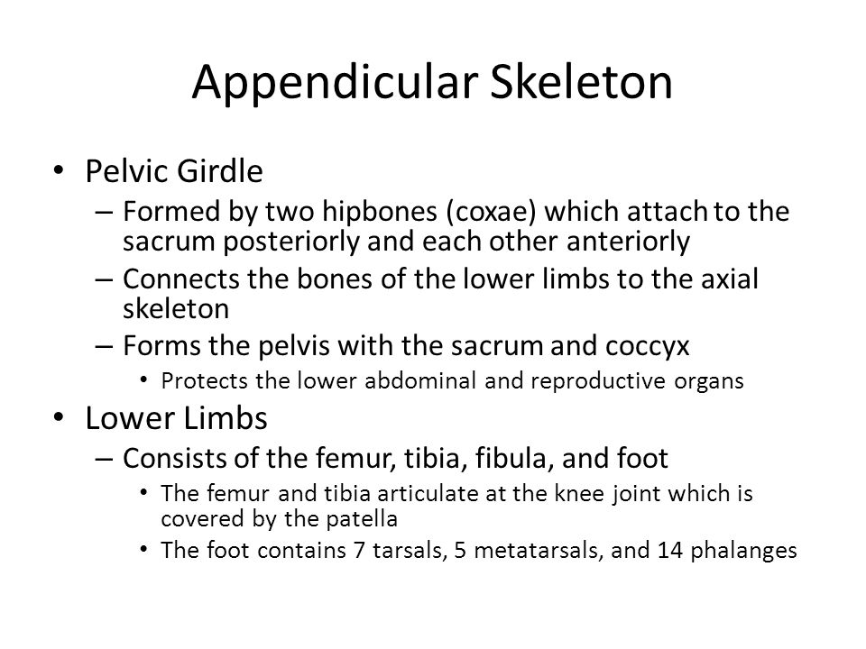 Appendicular Skeleton Pelvic Girdle – Formed by two hipbones (coxae) which attach to the sacrum posteriorly and each other anteriorly – Connects the bones of the lower limbs to the axial skeleton – Forms the pelvis with the sacrum and coccyx Protects the lower abdominal and reproductive organs Lower Limbs – Consists of the femur, tibia, fibula, and foot The femur and tibia articulate at the knee joint which is covered by the patella The foot contains 7 tarsals, 5 metatarsals, and 14 phalanges