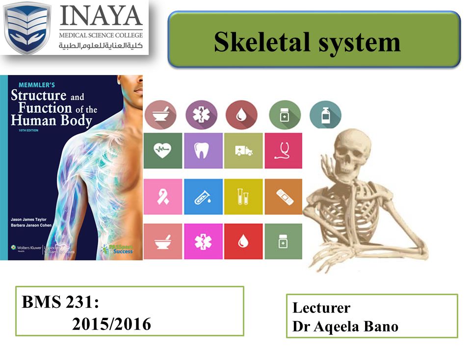 BMS 231: 2015/2016 Skeletal system Lecturer Dr Aqeela Bano