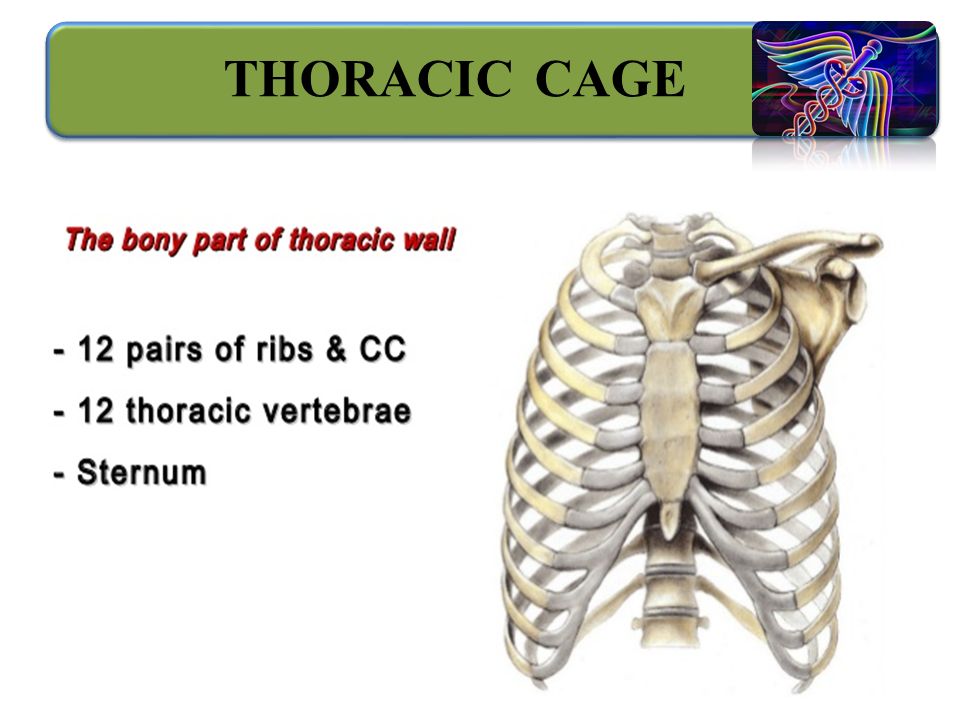 THORACIC CAGE