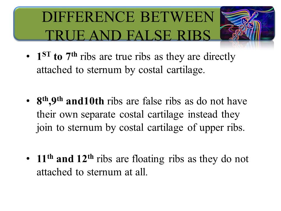 DIFFERENCE BETWEEN TRUE AND FALSE RIBS 1 ST to 7 th ribs are true ribs as they are directly attached to sternum by costal cartilage.