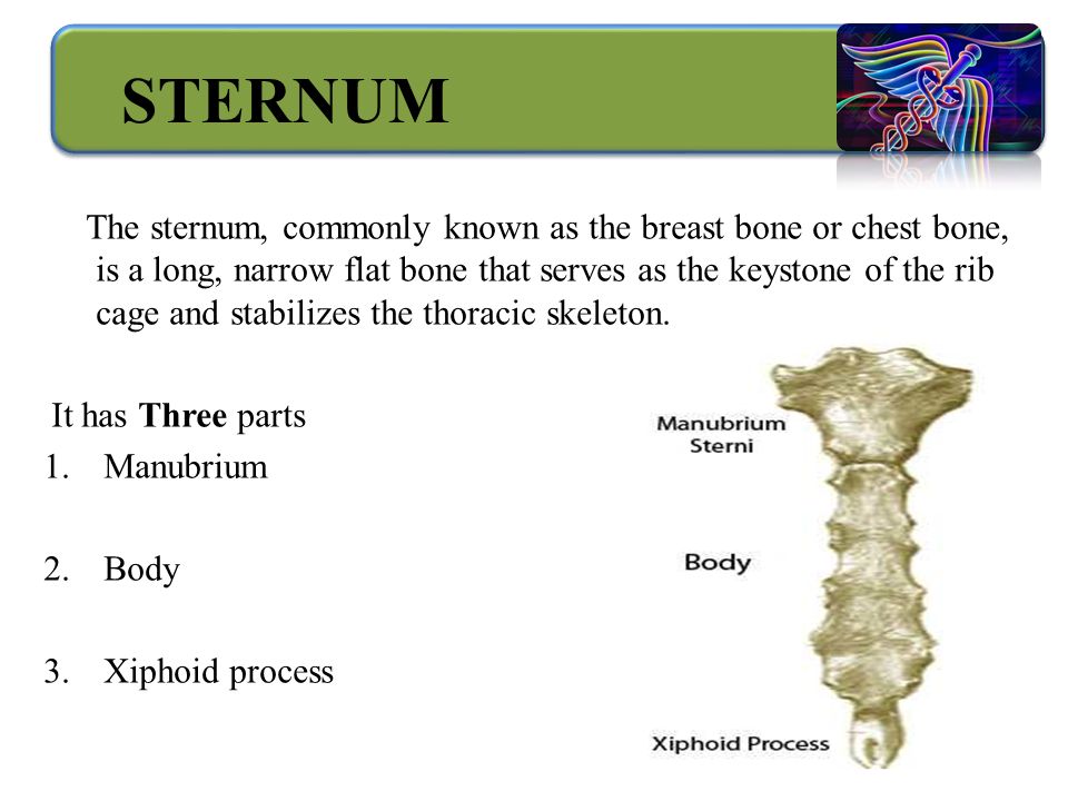 STERNUM The sternum, commonly known as the breast bone or chest bone, is a long, narrow flat bone that serves as the keystone of the rib cage and stabilizes the thoracic skeleton.