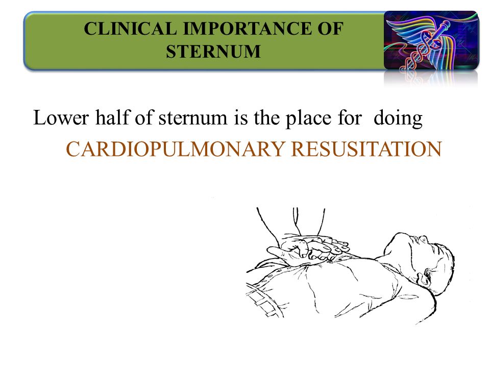 CLINICAL IMPORTANCE OF STERNUM Lower half of sternum is the place for doing CARDIOPULMONARY RESUSITATION