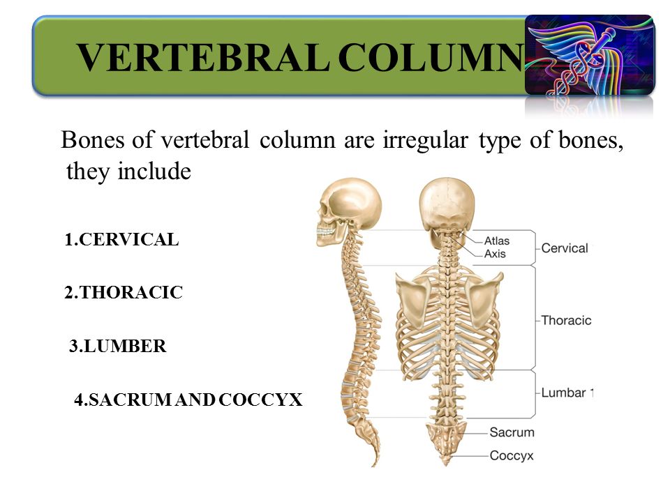 VERTEBRAL COLUMN Bones of vertebral column are irregular type of bones, they include 1.CERVICAL 2.THORACIC 3.LUMBER 4.SACRUM AND COCCYX