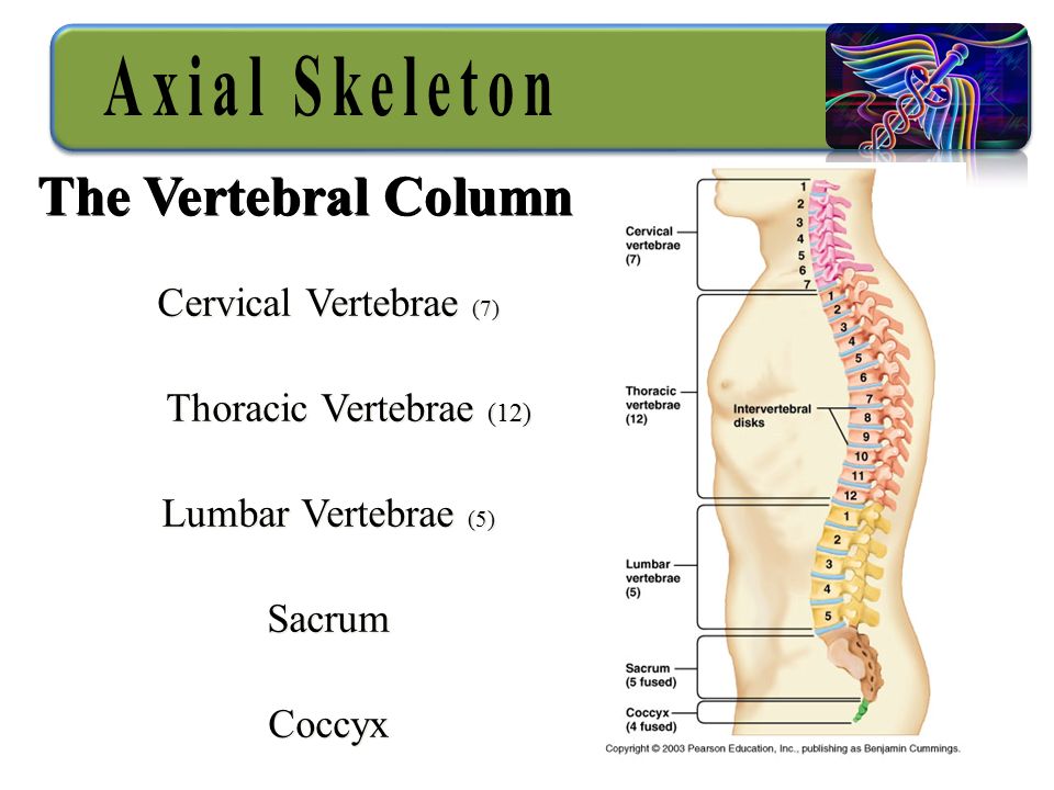 Cervical Vertebrae (7) Thoracic Vertebrae (12) Lumbar Vertebrae (5) Sacrum Coccyx Cervical Vertebrae (7) Thoracic Vertebrae (12) Lumbar Vertebrae (5) Sacrum Coccyx The Vertebral Column