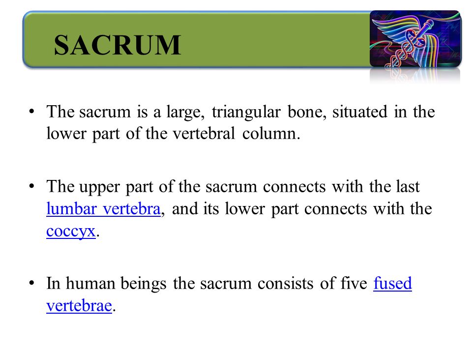 SACRUM The sacrum is a large, triangular bone, situated in the lower part of the vertebral column.